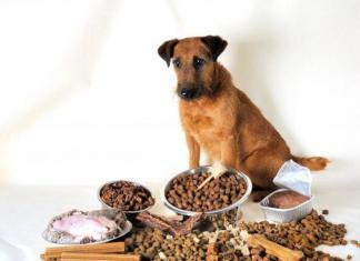 Рейтинг лучших кормов для собак крупных и мелких пород