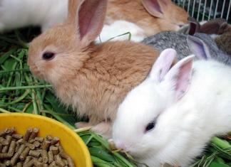 Основные причины и лечение поноса у кроликов Мелкий кал у кролика