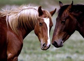 Дикие лошади мустанги Где живут мустанги дикие лошади