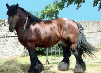 Самая высокая лошадь в мире