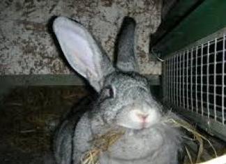 Понос у кроликов — причина и лечение Почему у кроликов мягкий кал