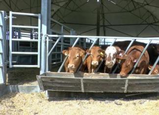 Чем кормить корову — особенности питания по сезонам