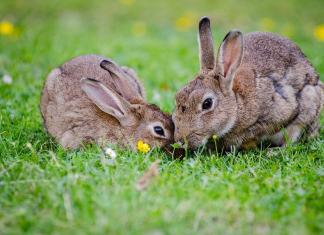 Списки продуктов, которые можно и нельзя давать кроликам Можно ли кроликам вареные овощи