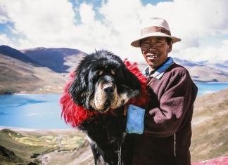 Уникальная порода собак тибетский мастиф Тибетский мастиф характеристика породы